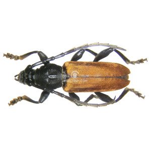 LACHNOPTERUS AURIPENNIS